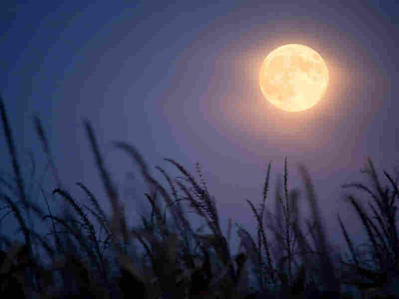 Harvest Moon