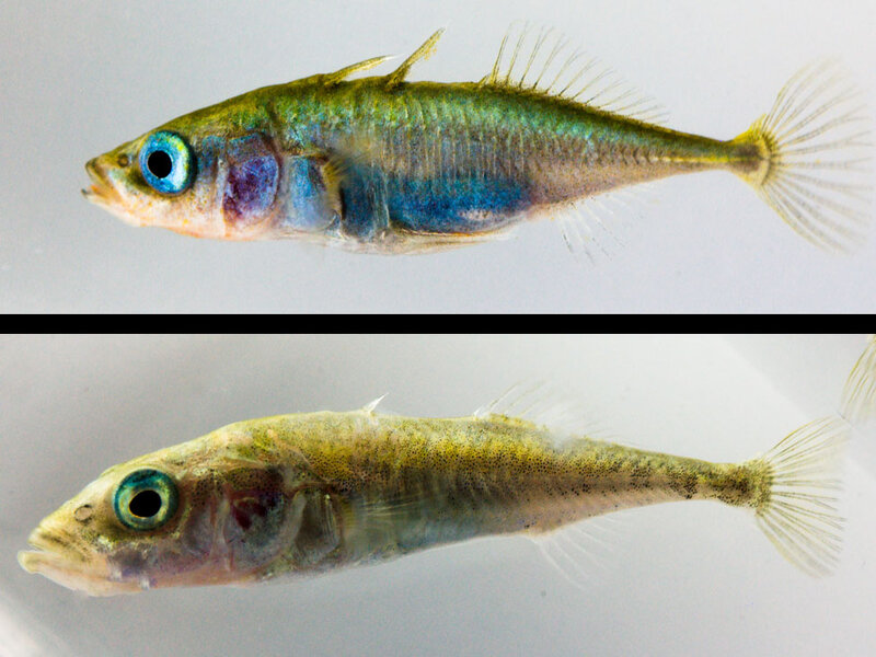 Stickleback fish Clearance