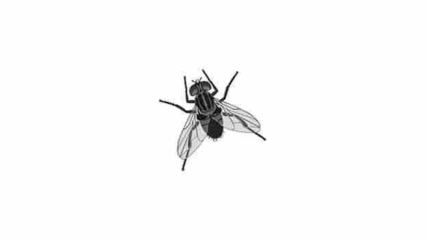 The decal of a fly used in some public urinals.