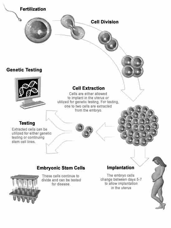 A schematic showing how human embryonic stem cells are extracted.