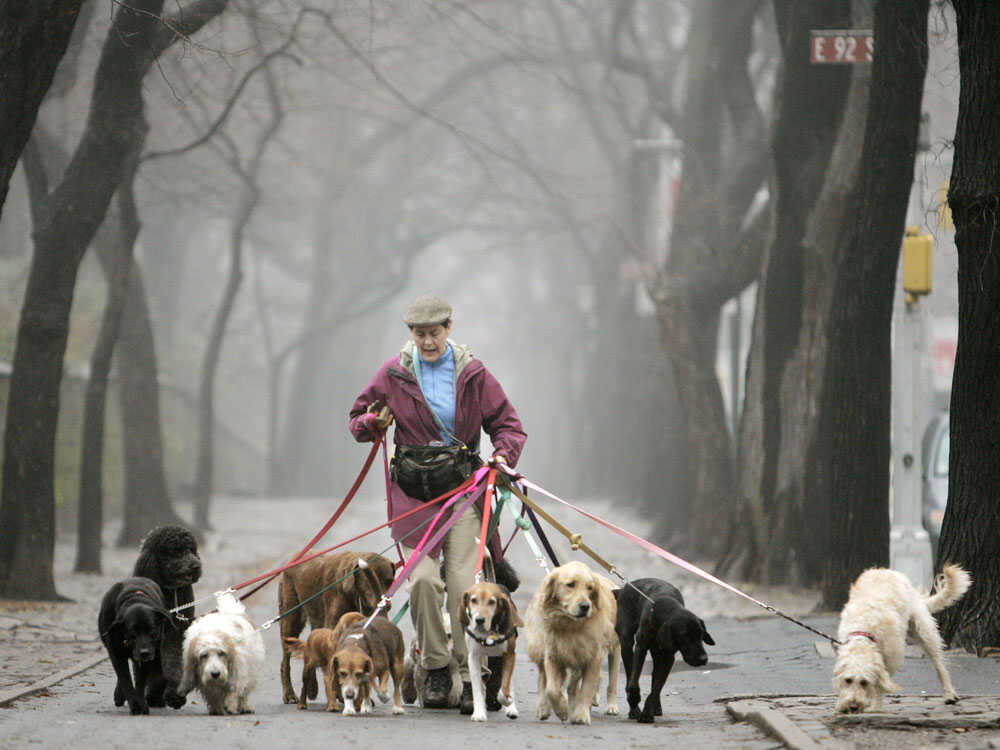 Dog Walkers Are Making Over $100,000 in New York City - The New York Times