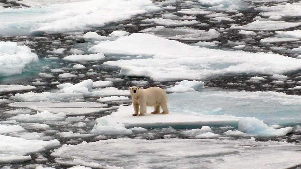 Will the Last Ice Area support polar bears? 