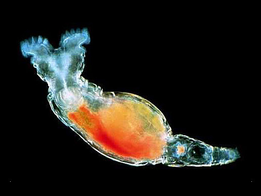 a 30 million year