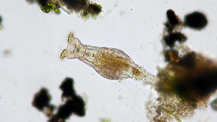 a 30 million year