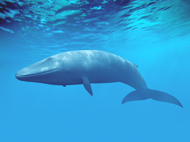 images of blue whale fish