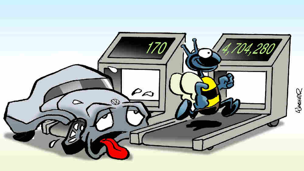 Bee on treadmill