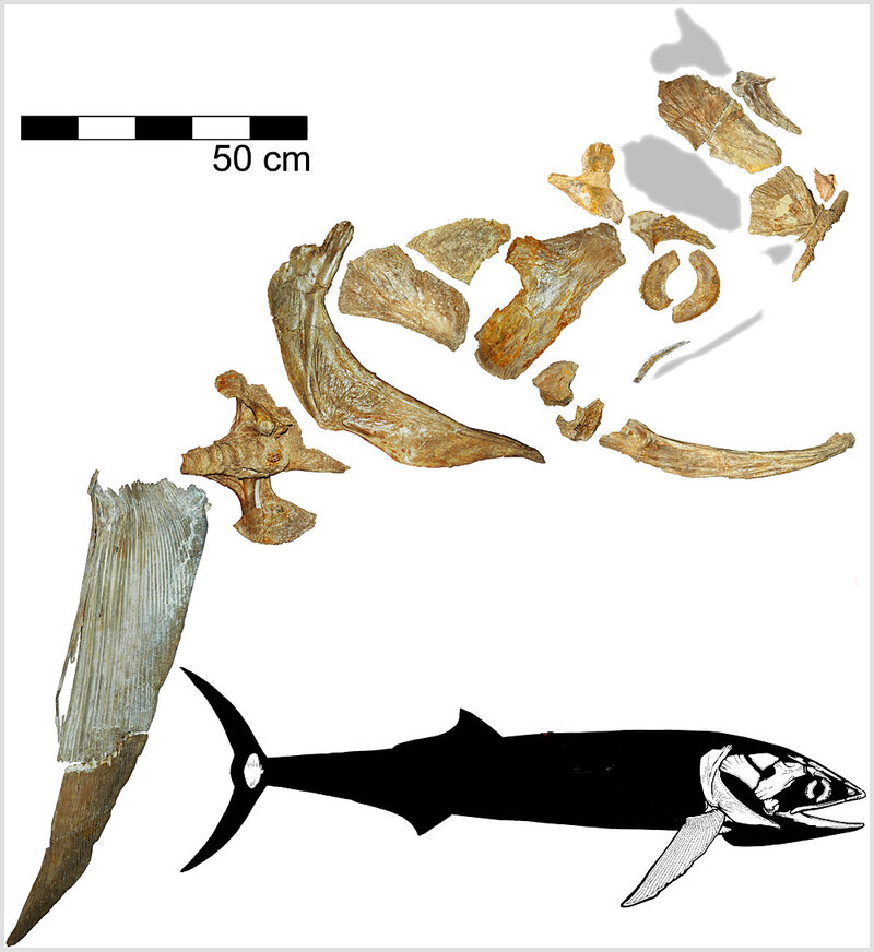 Prehistoric Megafish Ate Ocean S Tiniest Critters Npr