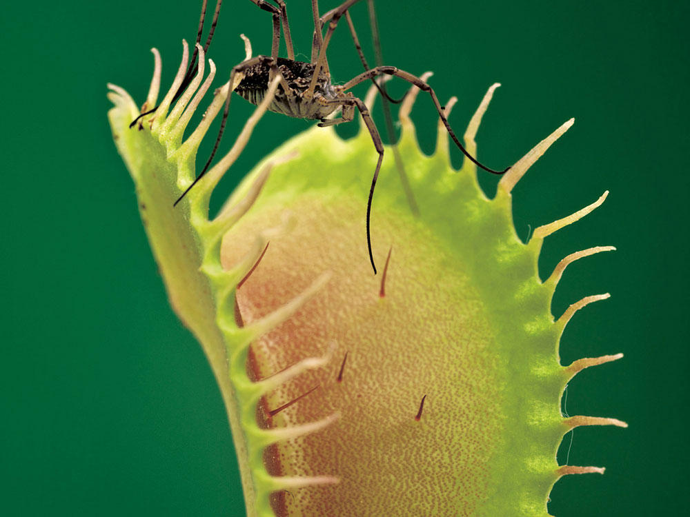 The Vegetarian's Dilemma: Carnivorous Plants : The Picture Show : NPR