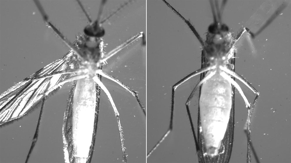 Like Bears, Mosquitoes Fatten Up For Winter NPR