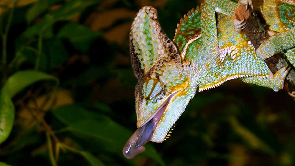 chameleon tongue