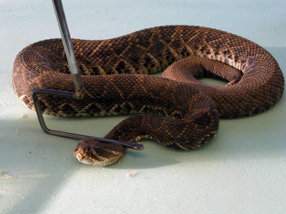 milk snake teeth