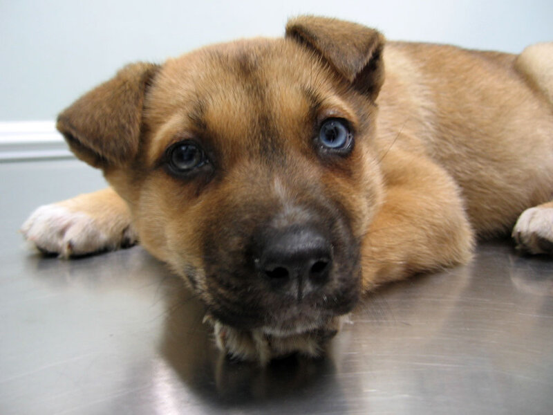 fido tick and flea spray