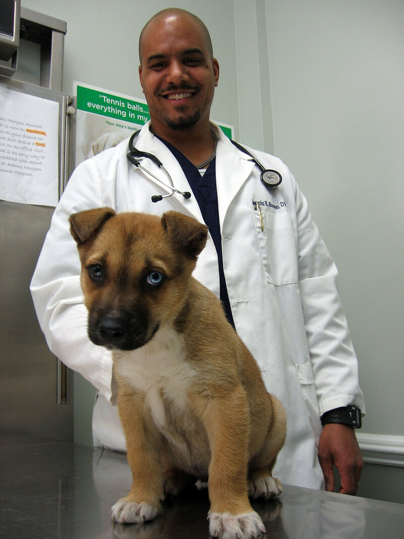 fido tick and flea spray