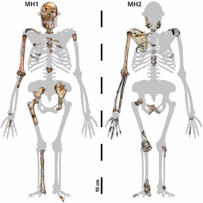 australopithecus sediba pelvis