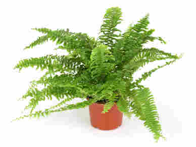 Fern. iStockphoto.com