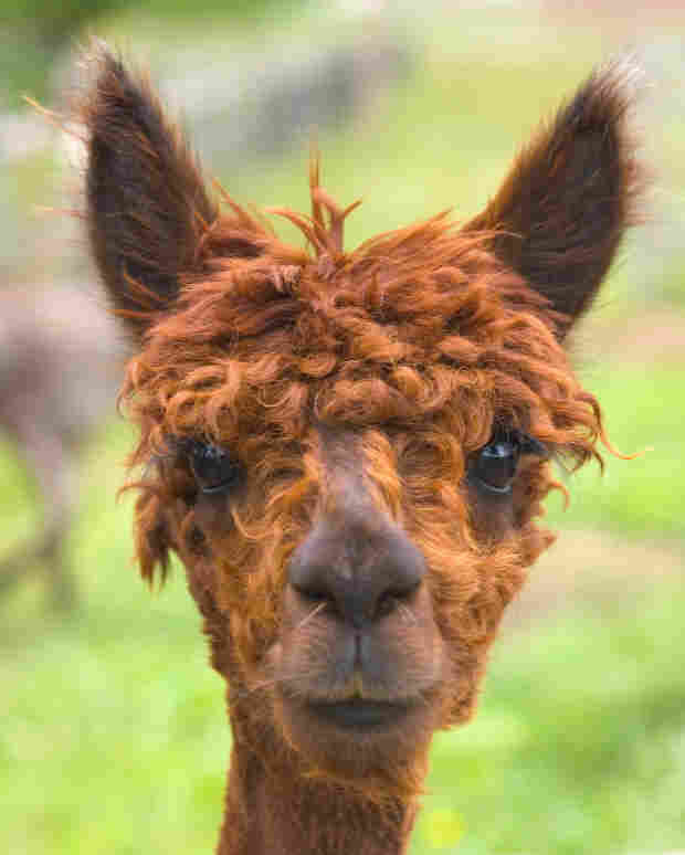 An alpaca. iStockphoto.com