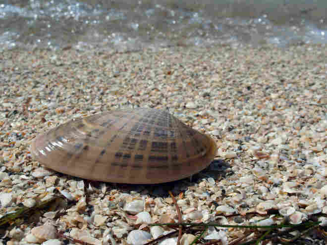 A clam. iStockphoto.com