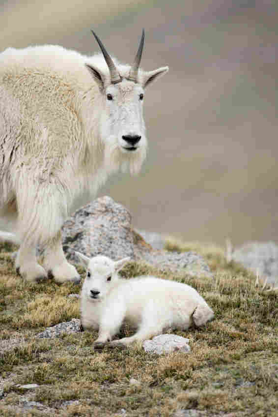 The North American mountain goat. iStockphoto.com