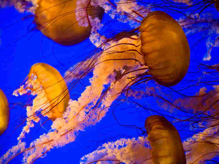 Jellyfish. iStockphoto.com