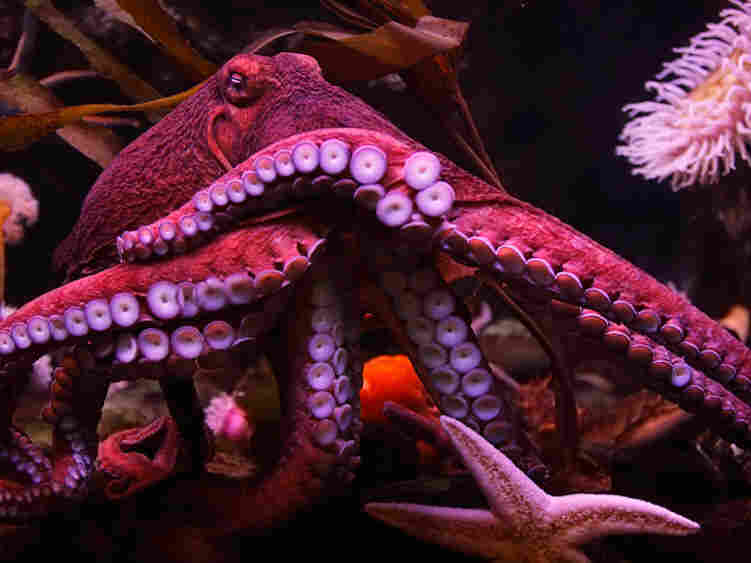 An octopus. iStockphoto.com