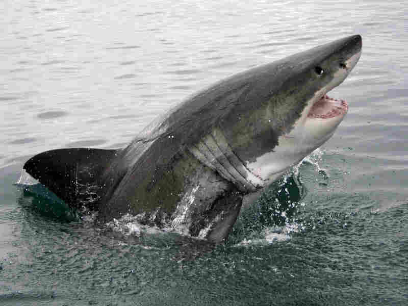 A great white shark. iStockphoto.com