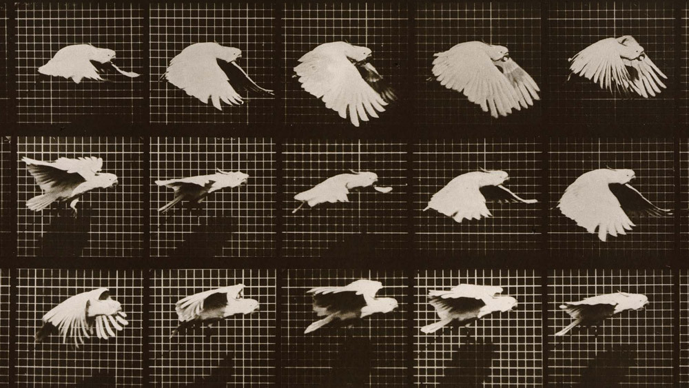 Risultati immagini per EADWEARD MUYBRIDGE