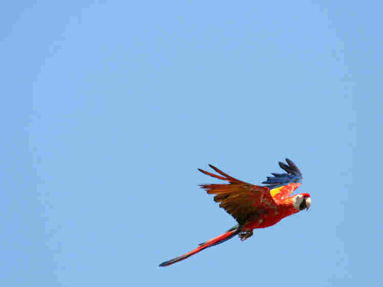 A macaw in flight. iStockphoto.com