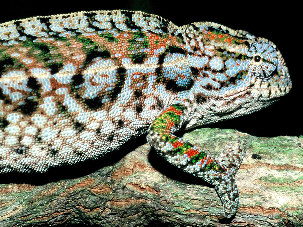 Lizard Starvation, Extinction Tied To Climate Change NPR