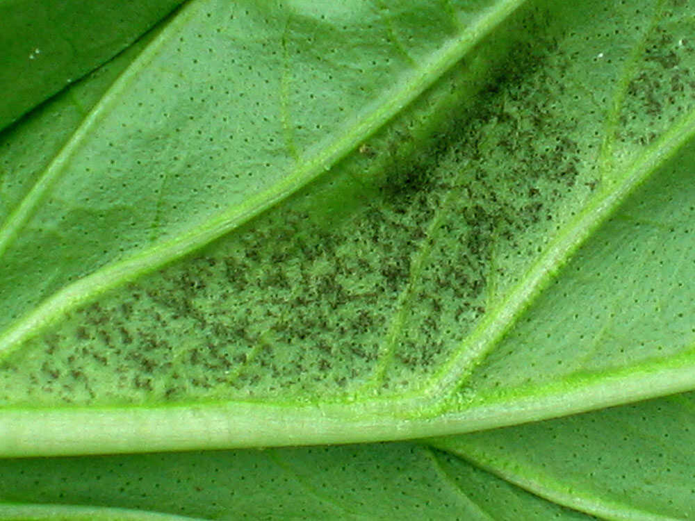 Basil Downy Mildew Threatens Basil Plants NPR