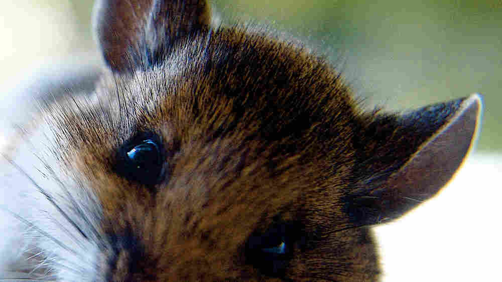 Close up of a cute mouse.