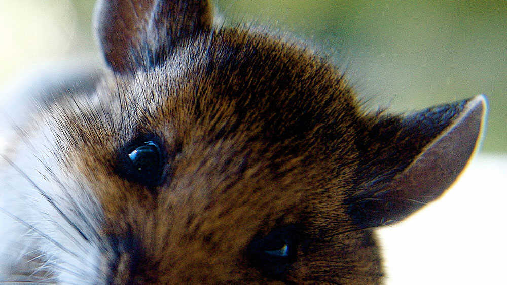 Close up of a cute mouse.