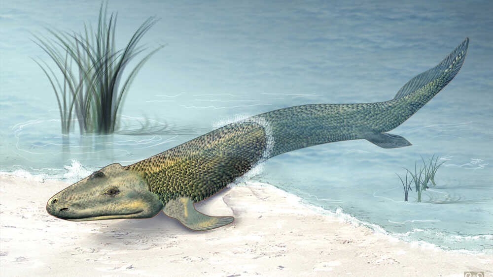 tiktaalik_wide-25994fe9cc4e529393bec4581394a7a47dbbef02-s1100-c50.jpg