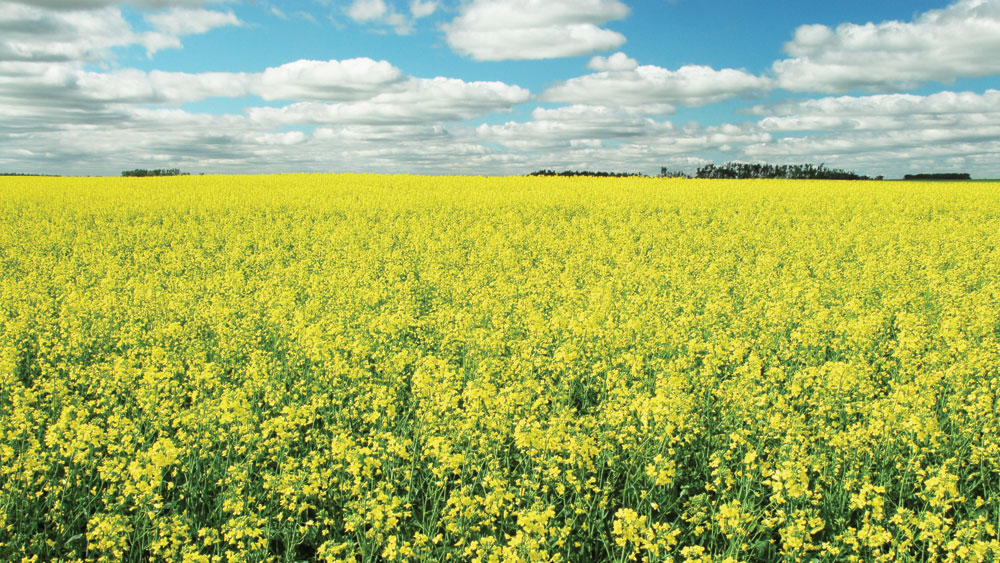 Modified Canola 'Escapes' Farm Fields NPR