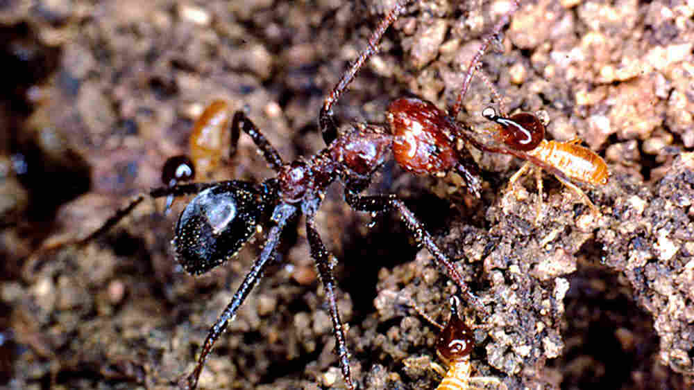 An Australian meat ant covered with sand and debris.