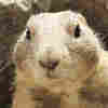 Culprit Of Prairie Dogs' Drama May Be Caught
