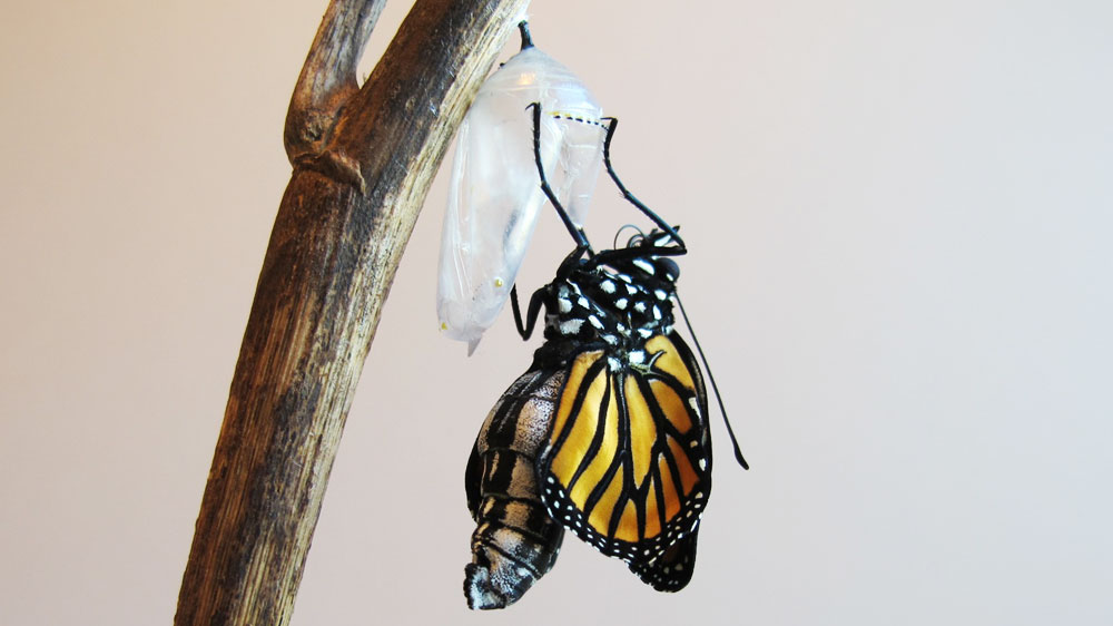 Watching Butterflies Born On A Monarch Ranch NPR