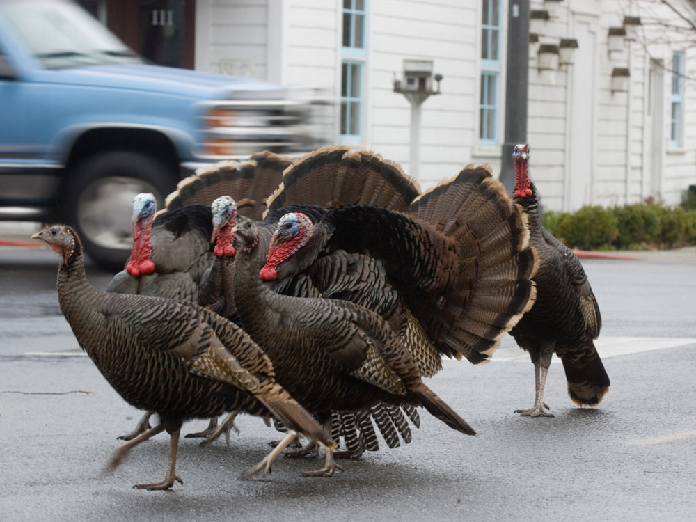 Wild turkeys cross a street in La Conner, Wash., where the birds have called home since 2004. La Conner's town council recently voted to remove the flock due to sanitation concerns. (Getty Images)