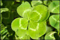 Four-leaved clover