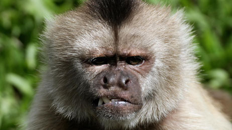 The Department Of Low-Stakes Controversies: Are Monkeys Funny? : NPR