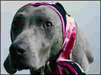 Books about dogs