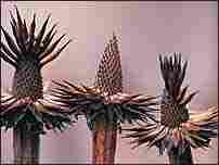 Seedheads