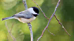 Want To See More Wildlife In Your Yard? Researchers Have A Suggestion: Plant Native