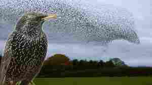 Why Do Birds Flock, Sing, and Play?