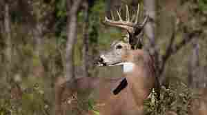 Wildlife update: A look at deer hunt statistics