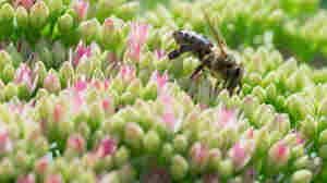 Dancing With Bees: A Journey Back to Nature