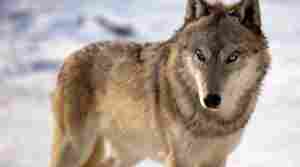 Oct. 15, Wisconsin Wolf Hunt