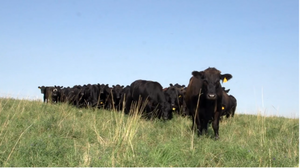 ENCORE: 'Soil Carbon Cowboys' Documentary; Seafood From The Midwest; Forgotten Desserts
