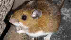 Ask a Contractor: Pest control