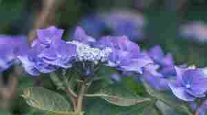 Woody Perennials