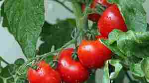Tomato Troubles